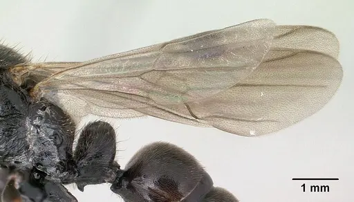 Bothroponera wasmannii specimen CASENT0147642 image casent0147642_5