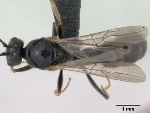 Bothroponera wasmannii specimen CASENT0147714 image casent0147714_1