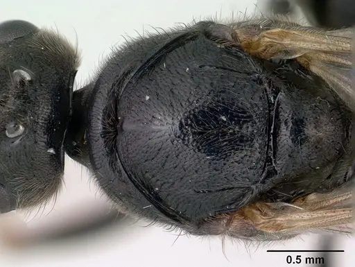Bothroponera wasmannii specimen CASENT0147714 image casent0147714_2