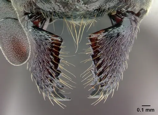 Bothroponera wasmannii specimen CASENT0485599 image casent0485599_3