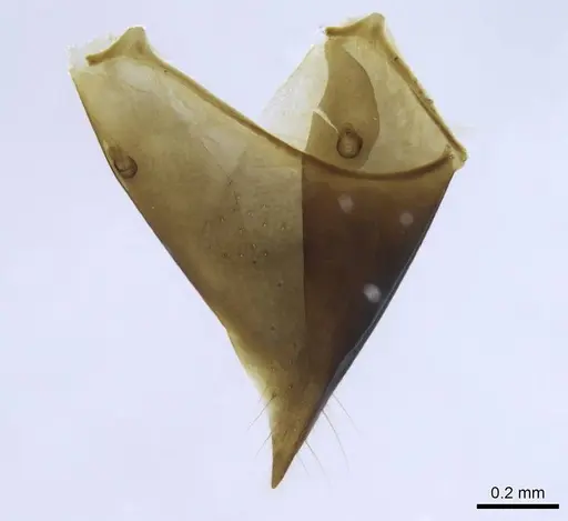 Bothroponera wasmannii specimen CASENT0740622 image casent0740622_3