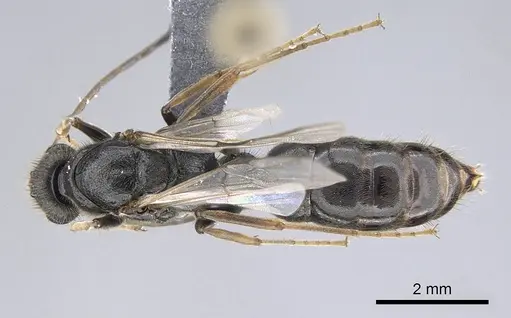 Bothroponera wasmannii specimen CASENT0740623 image casent0740623_1