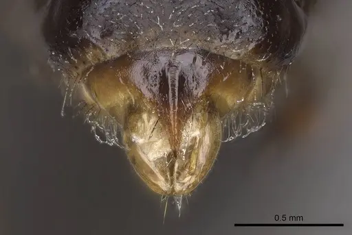 Bothroponera wasmannii specimen CASENT0740627 image casent0740627_1