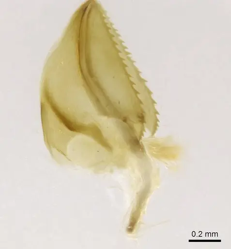 Bothroponera wasmannii specimen CASENT0740635 image casent0740635_1