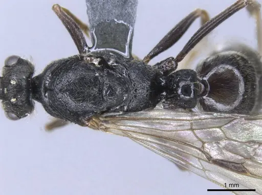 Bothroponera wasmannii specimen CASENT0740636 image casent0740636_1