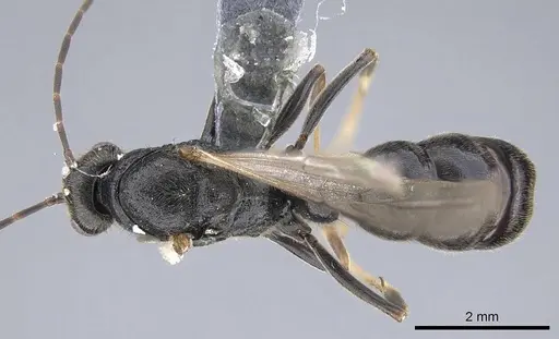 Bothroponera wasmannii specimen CASENT0740637 image casent0740637_1