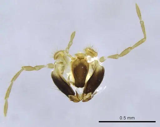 Bothroponera wasmannii specimen CASENT0740637 image casent0740637_3