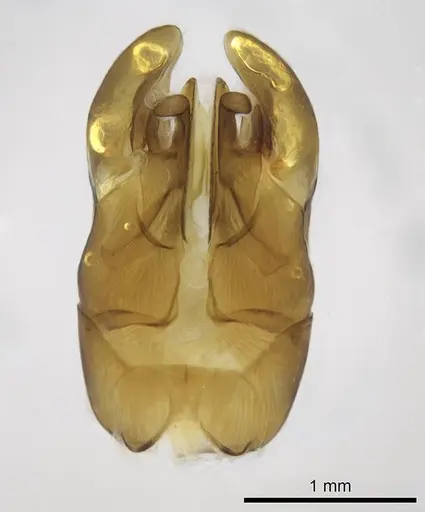 Bothroponera wasmannii specimen CASENT0740753 image casent0740753_1