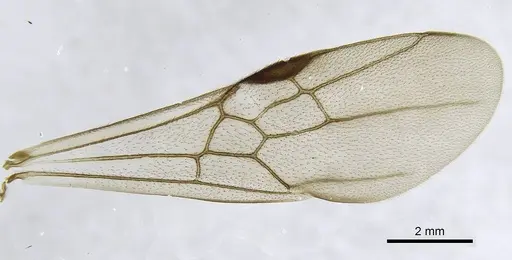 Bothroponera wasmannii specimen CASENT0740760 image casent0740760_1