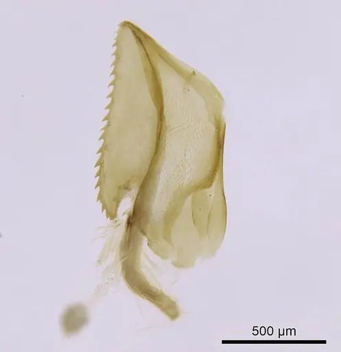 Bothroponera wasmannii specimen CASENT0740763 image casent0740763_1