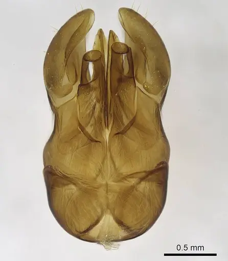 Bothroponera wasmannii specimen CASENT0740764 image casent0740764_1
