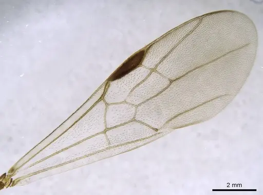 Bothroponera wasmannii specimen CASENT0740770 image casent0740770_1