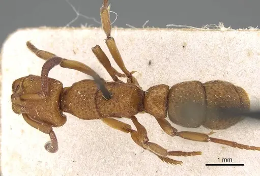 Bothroponera zumpti specimen CASENT0922370 image casent0922370_1