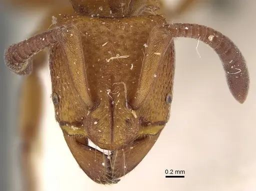 Bothroponera zumpti specimen CASENT0922370 image casent0922370_2