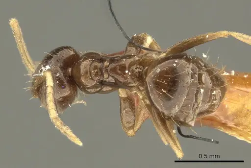 Brachymyrmex admotus specimen CASENT0915730 image casent0915730_1