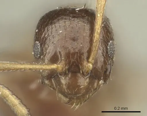Brachymyrmex admotus specimen CASENT0915730 image casent0915730_2