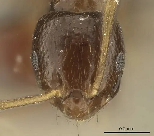 Brachymyrmex admotus specimen CASENT0915730 image casent0915730_3