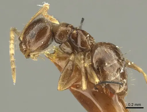 Brachymyrmex admotus specimen CASENT0915730 image casent0915730_4