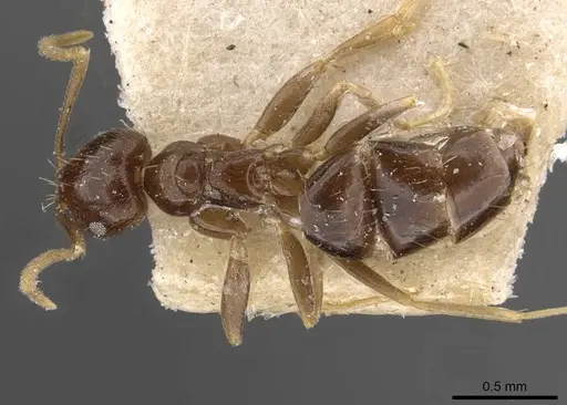 Brachymyrmex admotus specimen USNMENT00757148 image usnment00757148_1