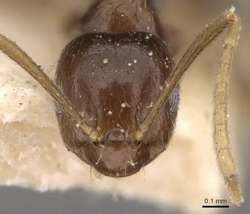 Brachymyrmex admotus specimen USNMENT00757148 image usnment00757148_2