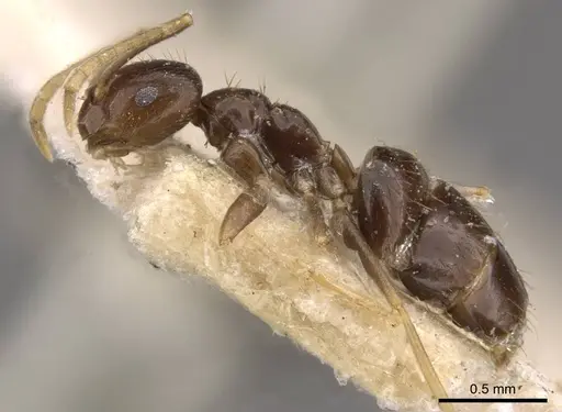 Brachymyrmex admotus specimen USNMENT00757148 image usnment00757148_3