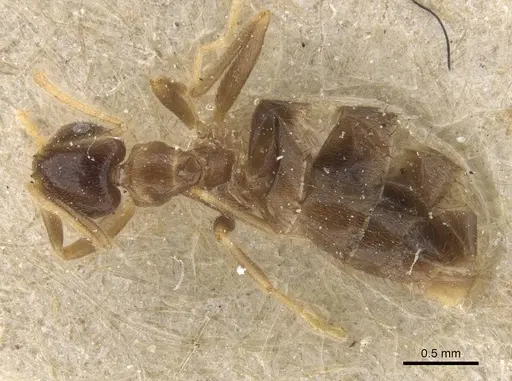 Brachymyrmex antennatus specimen CASENT0911606 image casent0911606_1