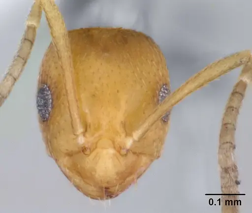 Brachymyrmex aphidicola specimen CASENT0173474 image casent0173474_2
