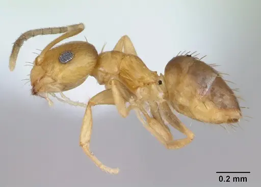 Brachymyrmex aphidicola specimen CASENT0173474 image casent0173474_3