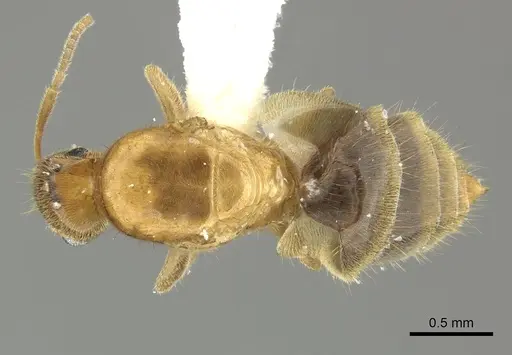 Brachymyrmex aphidicola specimen CASENT0619183 image casent0619183_1