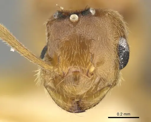 Brachymyrmex aphidicola specimen CASENT0619183 image casent0619183_2