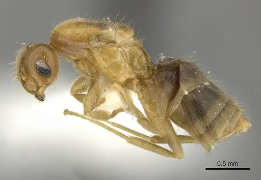 Brachymyrmex aphidicola specimen CASENT0619183 image casent0619183_3