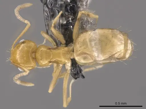 Brachymyrmex aphidicola specimen CASENT0653679 image casent0653679_1