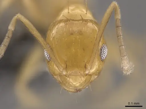 Brachymyrmex aphidicola specimen CASENT0653679 image casent0653679_2