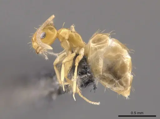 Brachymyrmex aphidicola specimen CASENT0653679 image casent0653679_3