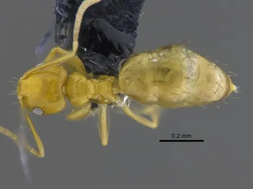Brachymyrmex aphidicola specimen CBUMAGENT41830 image cbumagent41830_1