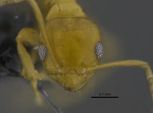 Brachymyrmex aphidicola specimen CBUMAGENT41830 image cbumagent41830_2