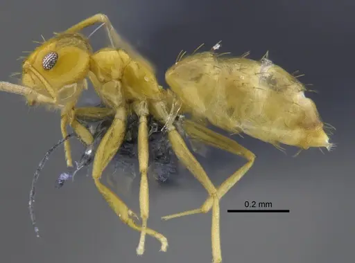 Brachymyrmex aphidicola specimen CBUMAGENT41830 image cbumagent41830_3