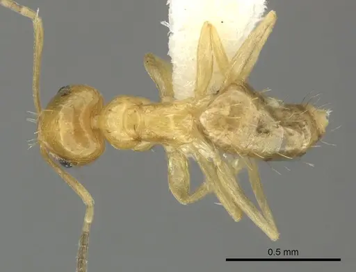 Brachymyrmex aphidicola specimen JTLC000005921 image jtlc000005921_1