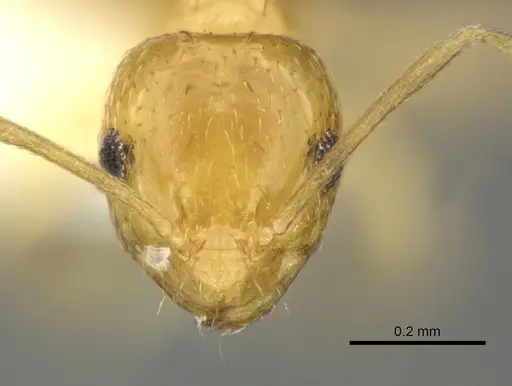 Brachymyrmex aphidicola specimen JTLC000005921 image jtlc000005921_2