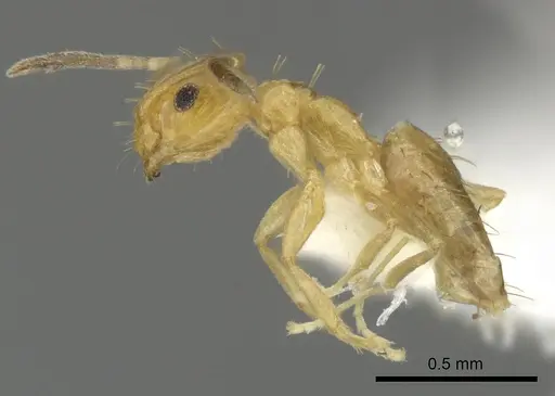 Brachymyrmex aphidicola specimen JTLC000005921 image jtlc000005921_3