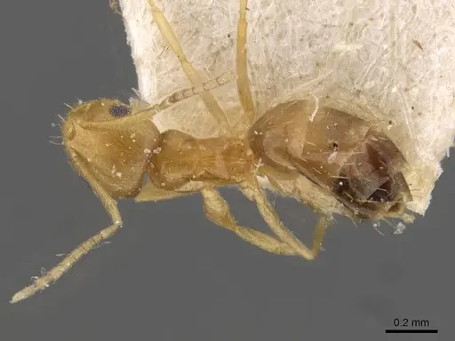 Brachymyrmex aphidicola specimen USNMENT00757130 image usnment00757130_1