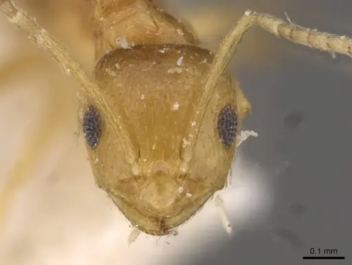 Brachymyrmex aphidicola specimen USNMENT00757130 image usnment00757130_2