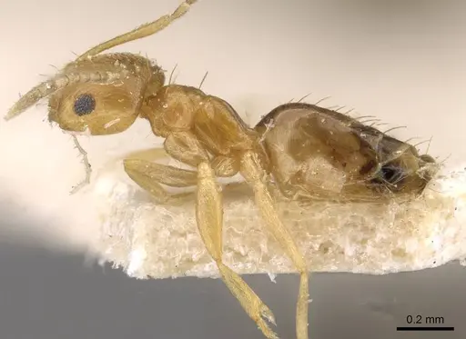 Brachymyrmex aphidicola specimen USNMENT00757130 image usnment00757130_3