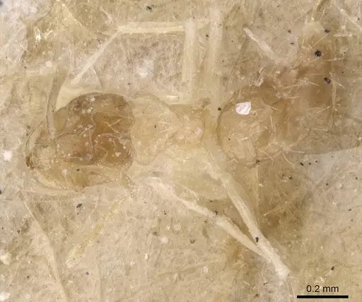 Brachymyrmex aphidicola specimen USNMENT00757190 image usnment00757190_1