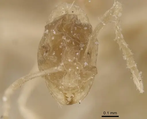 Brachymyrmex aphidicola specimen USNMENT00757190 image usnment00757190_2