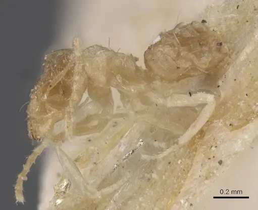 Brachymyrmex aphidicola specimen USNMENT00757190 image usnment00757190_3