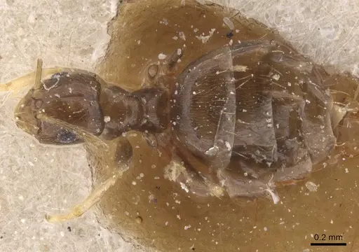 Brachymyrmex attenuatus specimen USNMENT00757177 image usnment00757177_1
