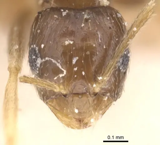 Brachymyrmex attenuatus specimen USNMENT00757177 image usnment00757177_2