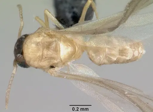 Brachymyrmex australis specimen CASENT0059784 image casent0059784_1