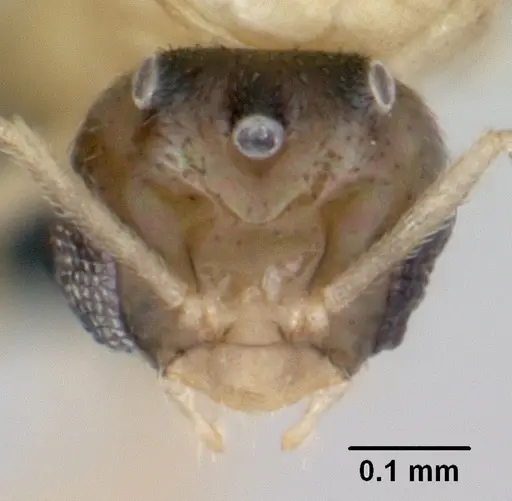 Brachymyrmex australis specimen CASENT0059784 image casent0059784_2